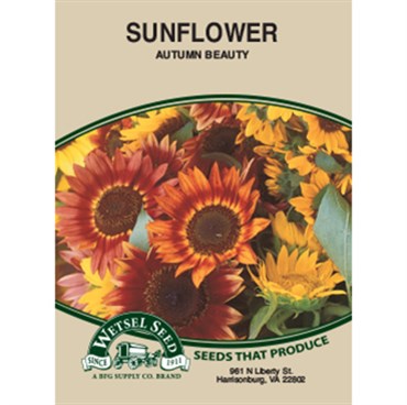 Wetsel Seed Sunflower - Autumn Beauty