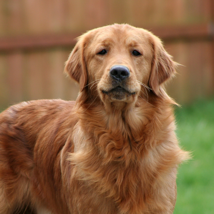Pet Food & SuppliesDog