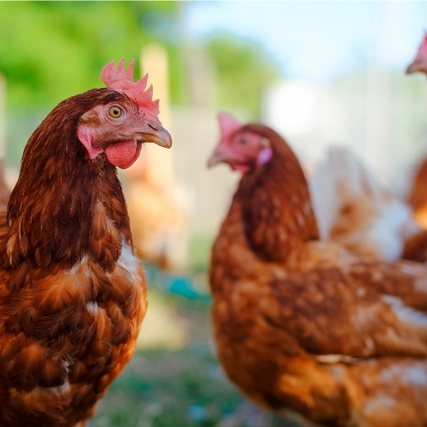 Poultry Feed & SuppliesChickens