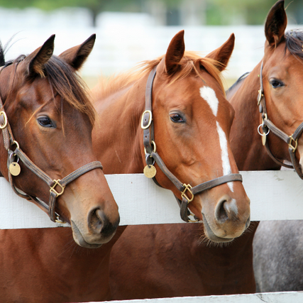 Horse Feed & SuppliesHorses